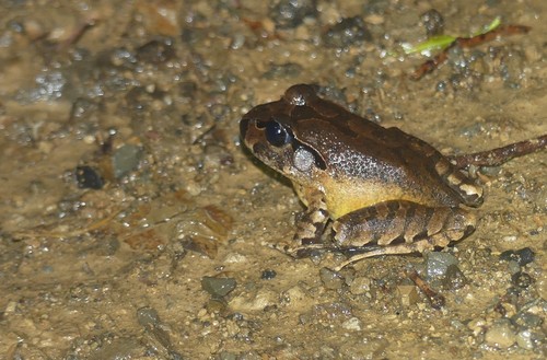 Mixophyes australis