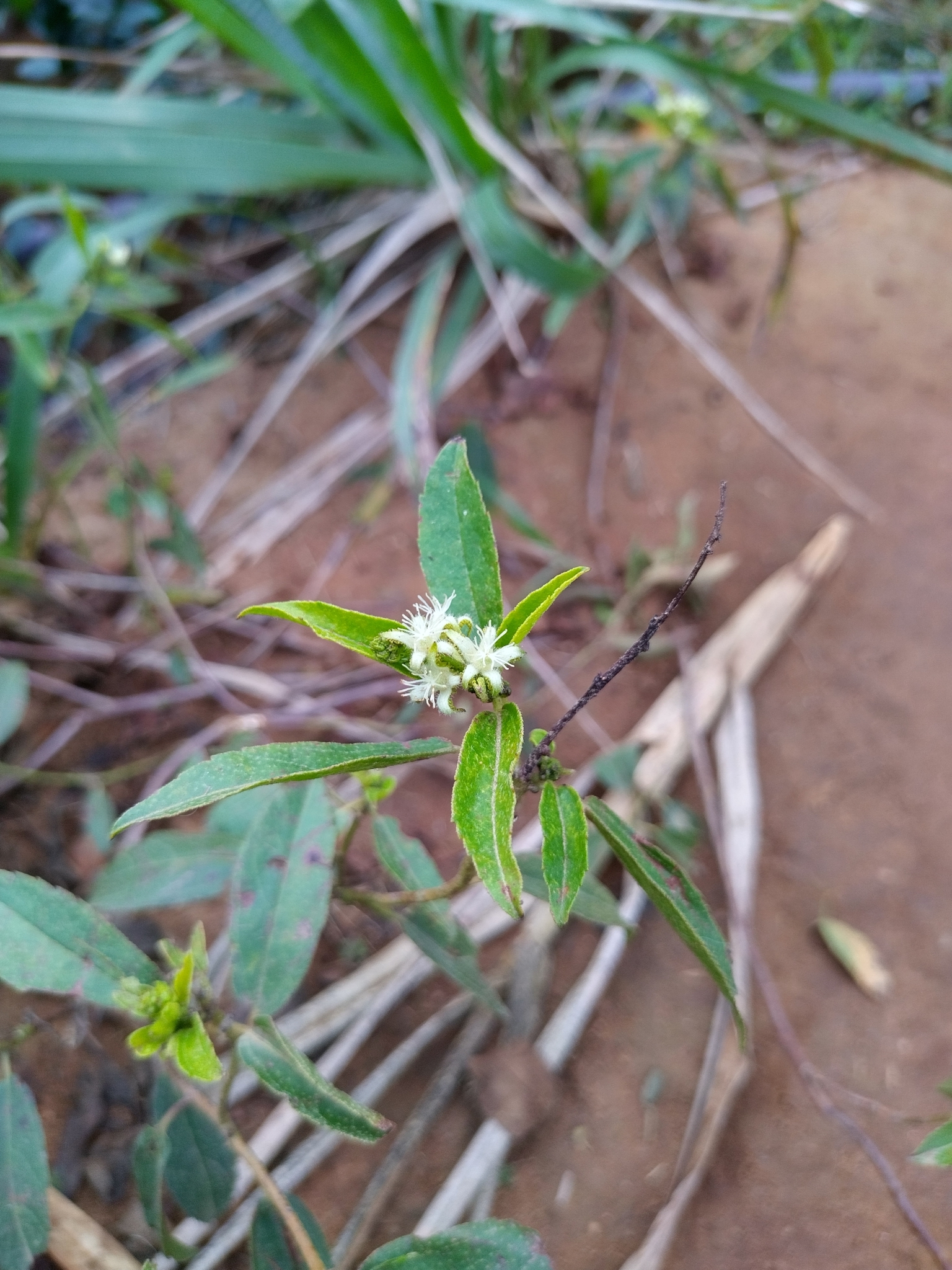 Croton berberifolius