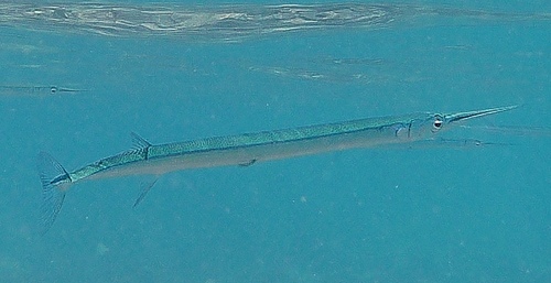 Platybelone platyura
