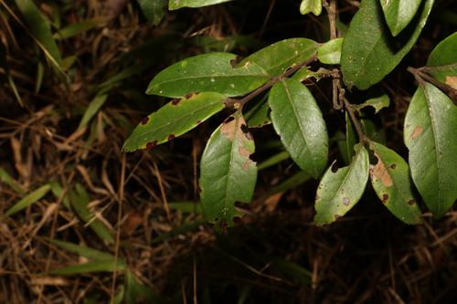 Image of Lenwebbia prominens by (c) Greg Tasney, some rights reserved (CC BY-SA)