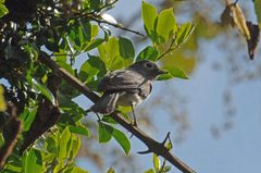 Melaenornis fischeri