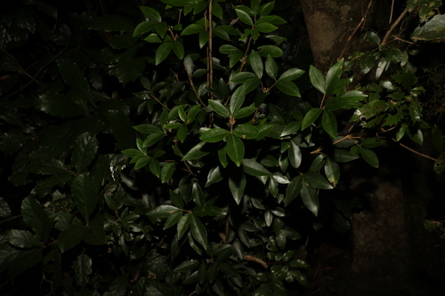 Image of Corky Acronychia (Acronychia suberosa) by (c) Greg Tasney, some rights reserved (CC BY-SA)