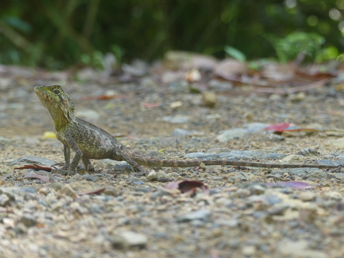 Lophosaurus spinipes