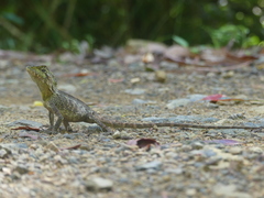 Lophosaurus spinipes