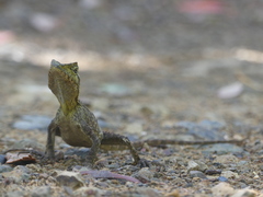 Lophosaurus spinipes