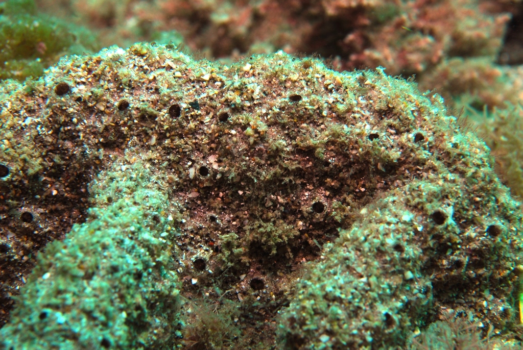 Botrylloides saccus