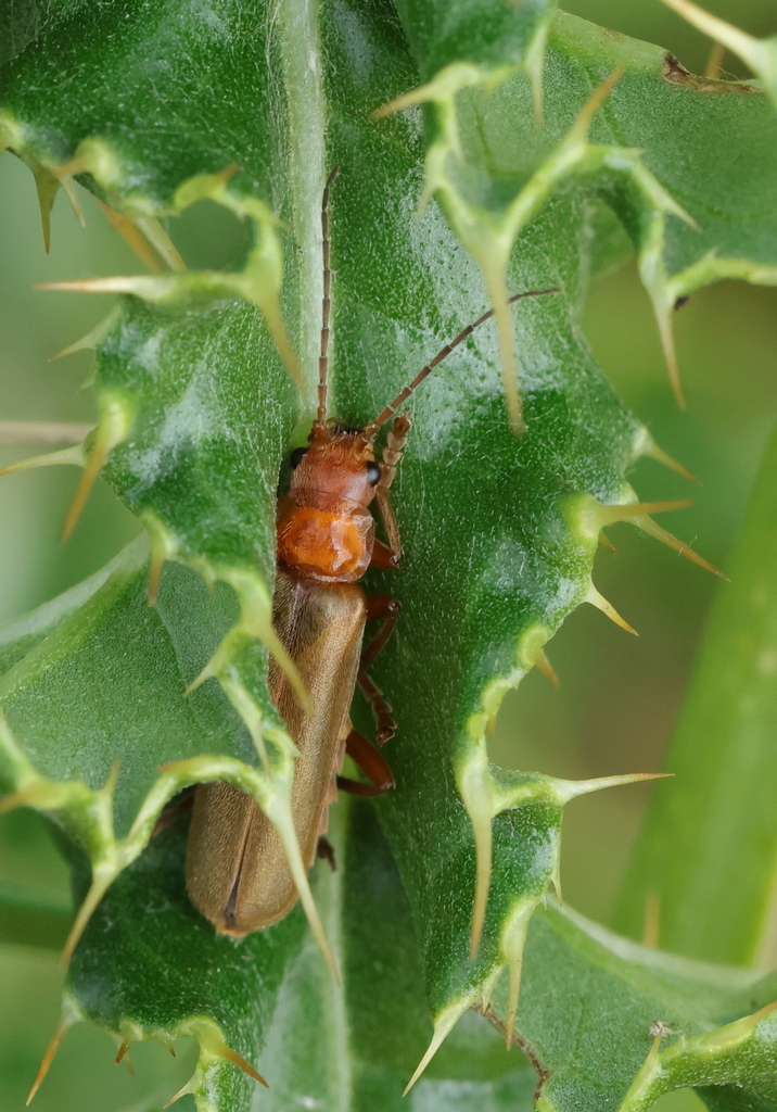 Cantharis rufa from Oudalle, France on June 27, 2023 at 0224 PM by