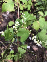 Parogonum ciliinode