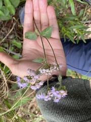 Ageratum houstonianum image