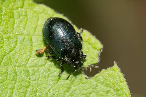 Chrysomela lapponica