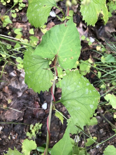 Parogonum ciliinode, photograph 1