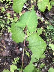 Abby Ciona, CC BY, iNaturalist via GBIF Parogonum ciliinode, photograph Abby Ciona, CC BY, iNaturalist via GBIF