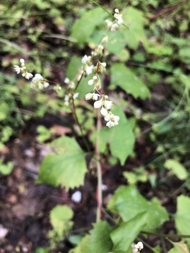 Parogonum ciliinode, photograph 2