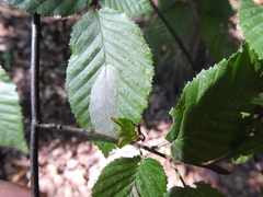Phyllonorycter esperella
