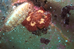 Meridiastra medius
