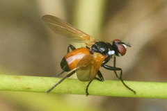 Huttonobesseria verecunda