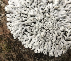 Physcia tribacia