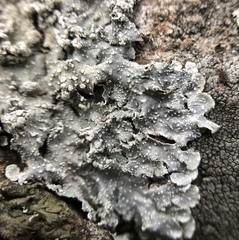 Punctelia perreticulata