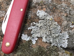 Punctelia perreticulata