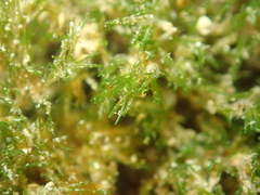 Cladophora herpestica