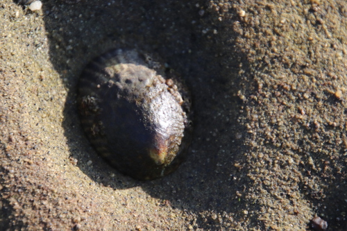 Lottia gigantea