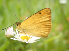 Lycaena edna