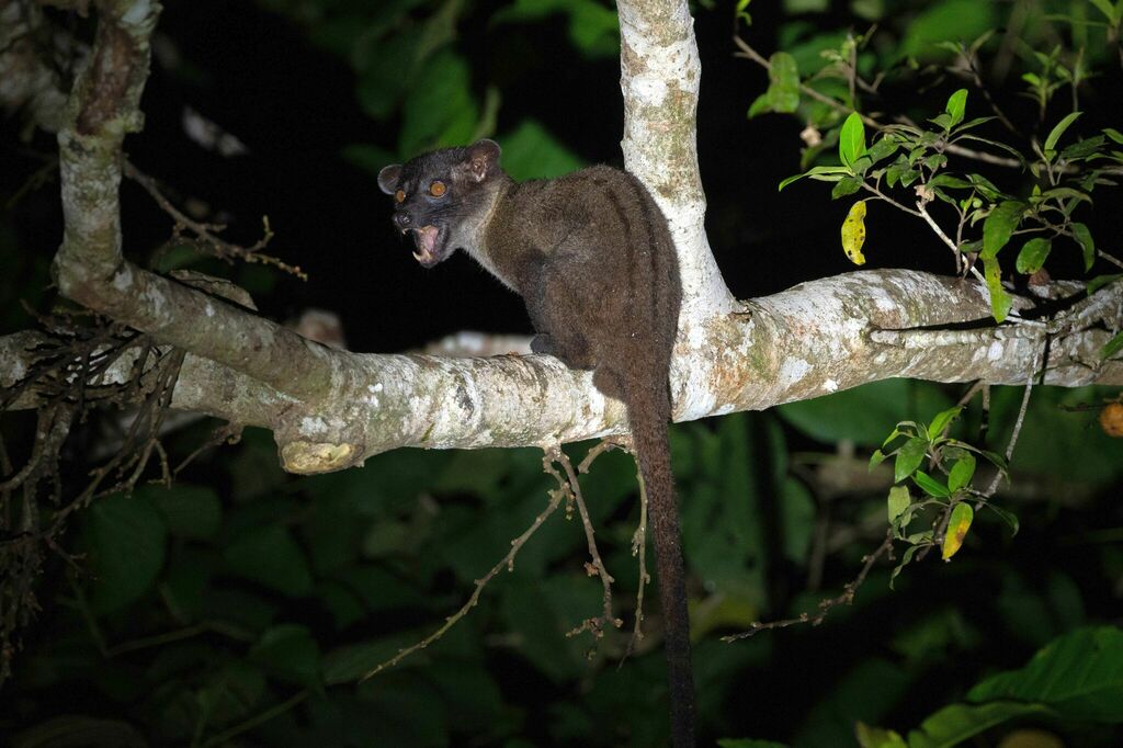 Small-Toothed Palm Civet
