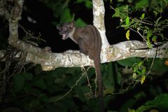 Small-Toothed Palm Civet photo 1