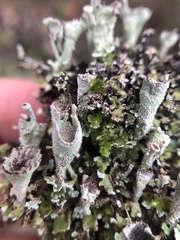 Cladonia carneola