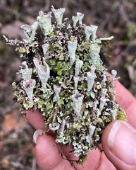 Cladonia carneola