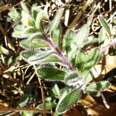 Hedeoma reverchonii