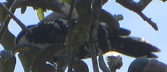 Dryobates pubescens image