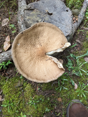 観察された菌類