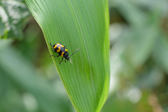 Gallerucida bifasciata