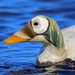 Spectacled Eider - Photo (c) Nigel Voaden, some rights reserved (CC BY)