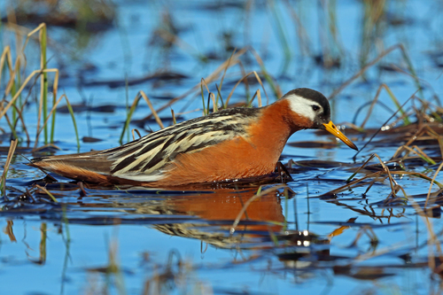 Red Phalarope (Phalaropus fulicarius)