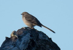 Mimus polyglottos image