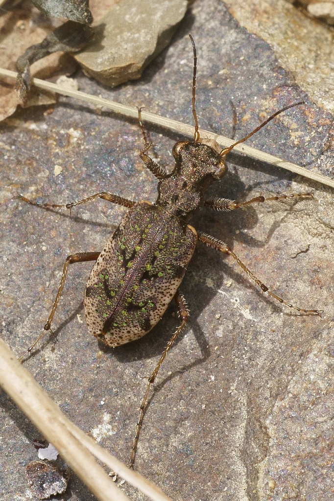 Parry’s tiger beetle