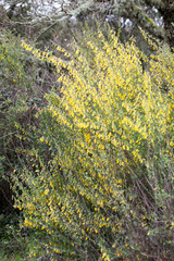 Anagyris foetida