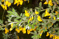 Anagyris foetida