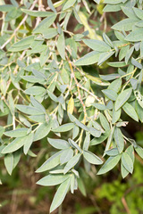 Anagyris foetida