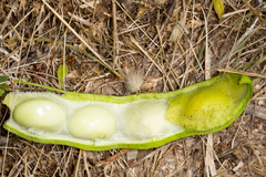 Anagyris foetida