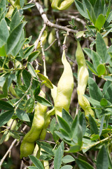 Anagyris foetida