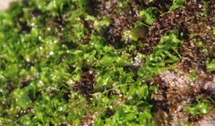 Ulva californica