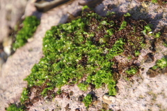 Ulva californica