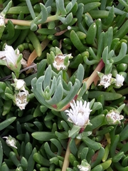 Disphyma australe australe