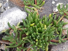 Disphyma australe australe