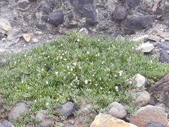 Disphyma australe australe