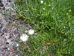 Disphyma australe australe