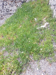 Disphyma australe australe